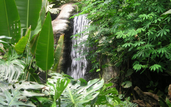 Обои картинки фото природа, водопады, зелень, водопад, листья