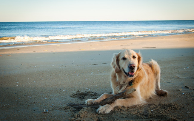Обои картинки фото животные, собаки, песок, пёс, море