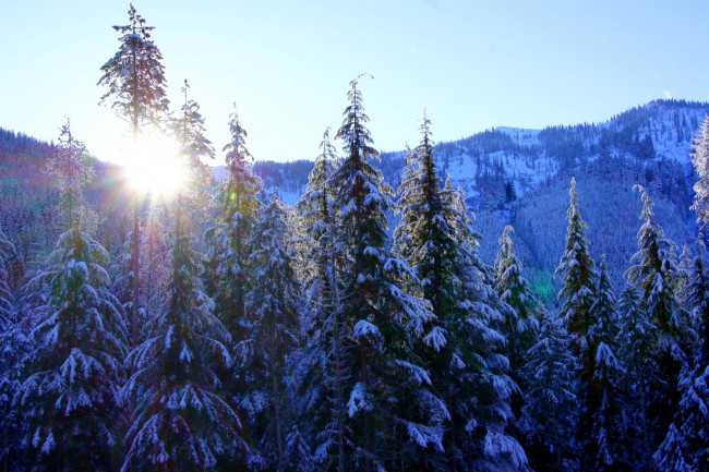 Обои картинки фото природа, зима, снег, солнце, горы, ель