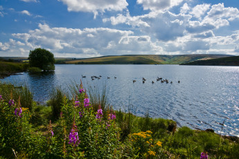 Картинка природа реки озера озеро птицы цветы лето