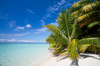Картинка природа тропики море берег песок пальмы