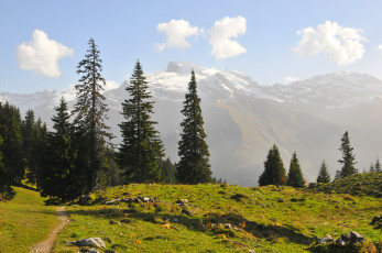 Картинка швейцария обвальден энгельберг природа пейзажи ели оры