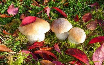Картинка природа грибы трава листья белые