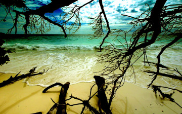 Картинка природа побережье пляж океан волны ветки коряги облака