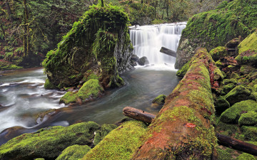 Картинка природа водопады река камни лес бревно мох