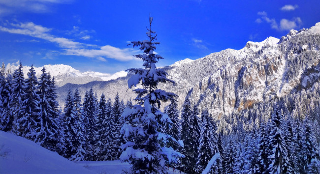 Обои картинки фото природа, зима, горы, снег, ели
