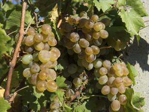 Картинка природа Ягоды +виноград виноград белый листья грозди веточки