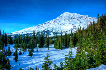 Картинка природа горы вершина деревья ель лес снег небо