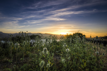 Картинка природа восходы закаты луг трава цветы заря