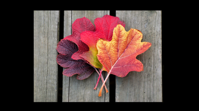 Обои картинки фото природа, листья, красные, доски