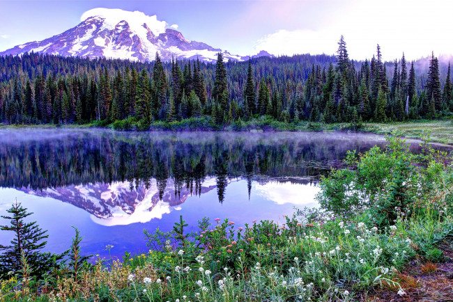 Обои картинки фото природа, реки, озера, маунт-рейнир, вершина, ель, снег, горы, деревья, весна, небо, сша, цветы, озеро