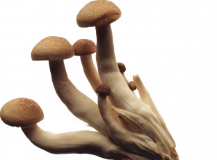Картинка еда грибы +грибные+блюда опята фон