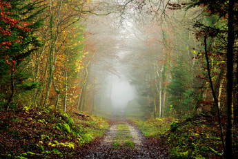 Картинка природа дороги туман дорога лес осень