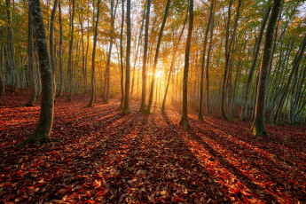 Картинка природа лес солнце осень деревья листья лучи