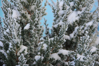 Картинка природа зима растение снег