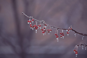Картинка природа Ягоды ягоды лёд фон ветка