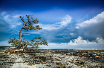 Картинка природа побережье океан дерево отлив