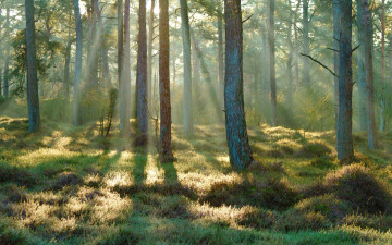 Картинка природа лес весна утро солнечные лучи