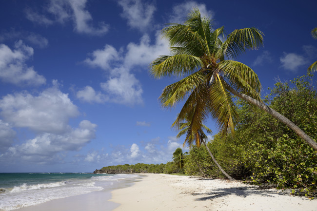 Обои картинки фото природа, тропики, пляж, пальмы