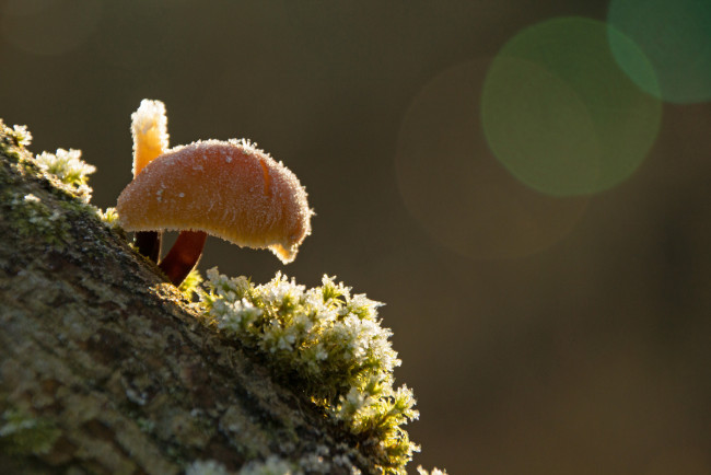 Обои картинки фото природа, грибы, иней, боке, блики, зима, макро, зимний