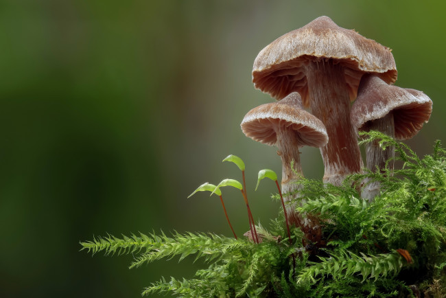 Обои картинки фото природа, грибы, макро, мох