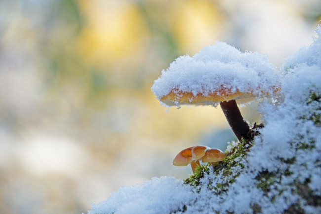 Обои картинки фото природа, грибы, зимний, гриб, макро, снег, фон, мох, утро