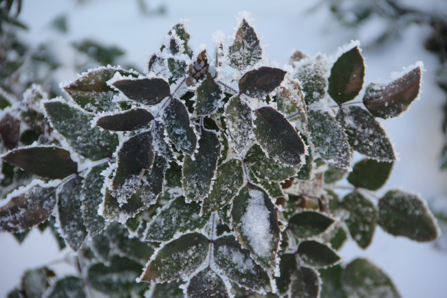 Обои картинки фото природа, листья, снег, куст, зима