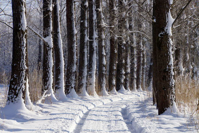 Обои картинки фото природа, зима, аллея, дорога, деревья, снег