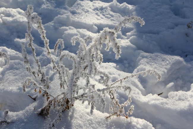 Обои картинки фото природа, зима, куст, снег, иней, трава