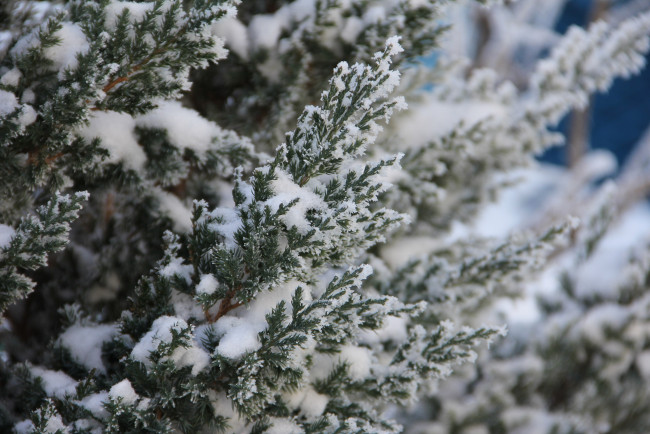 Обои картинки фото природа, зима, растение, снег
