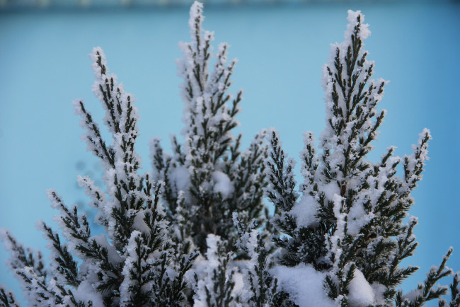 Обои картинки фото природа, зима, растение, снег