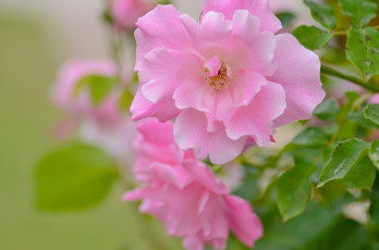 Картинка цветы розы роза лепестки макро боке