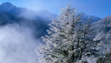 Картинка природа горы туман вершины деревья снег зима