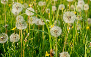Картинка цветы одуванчики лето пушистый трава луг
