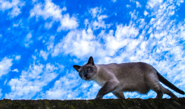 Обои картинки фото животные, коты, облака, небо, кошка