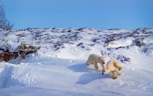 Обои картинки фото животные, медведи, снег, медвежата