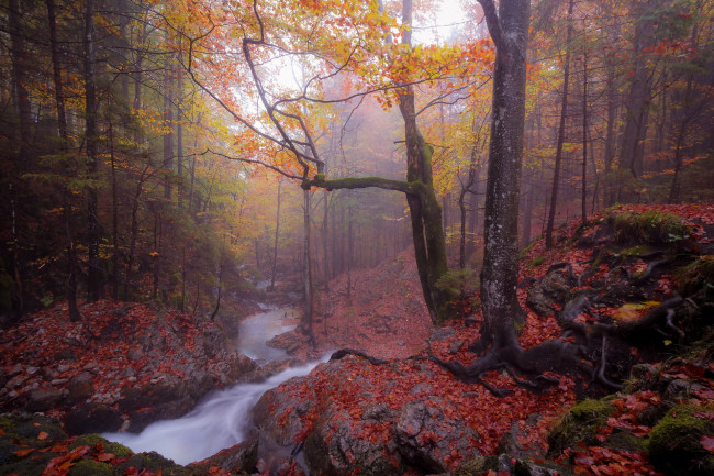 Обои картинки фото природа, реки, озера, осень, туман, река, лес