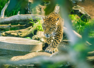 Картинка животные Ягуары зоопарк хищник кошка