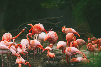 Картинка животные фламинго много птицы
