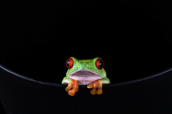 Картинка животные лягушки пресмыкающиеся земноводные лягушка