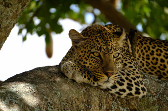 Картинка животные леопарды морда лапа лежит отдых наблюдение