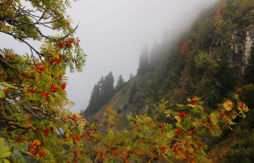 обоя природа, Ягоды,  рябина, осень, лес, ветки, туман, горы, склон, деревья, рябина, скалы, ягоды