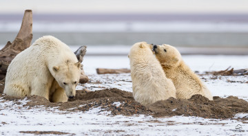 Картинка животные медведи хищники белые полярные мать детёныши трио семья