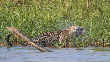 Картинка животные Ягуары отряхивается брызги