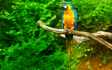 Картинка животные попугаи попугай ара птица джунгли