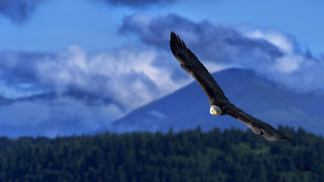 Обои картинки фото животные, птицы - хищники, орлан, полёт, крылья, размах, мощь, высота