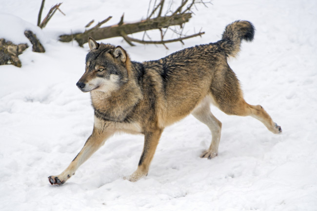 Обои картинки фото животные, волки,  койоты,  шакалы, бег, снег, хищник, серый