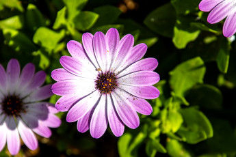 Картинка цветы остеоспермумы цветок