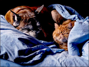 Картинка кошка собака животные разные вместе