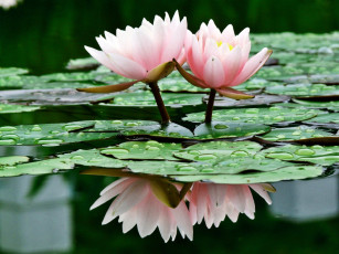 Картинка цветы лилии водяные нимфеи кувшинки вода листья отражение